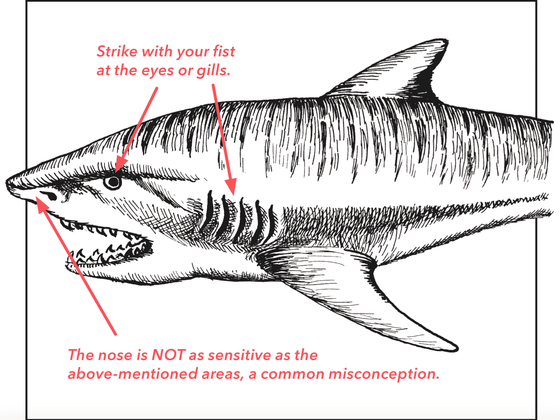 Do shark attacks hurt?