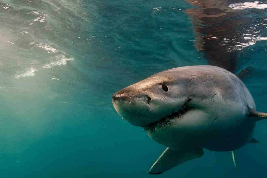 Do you punch a shark in the nose or eye?
