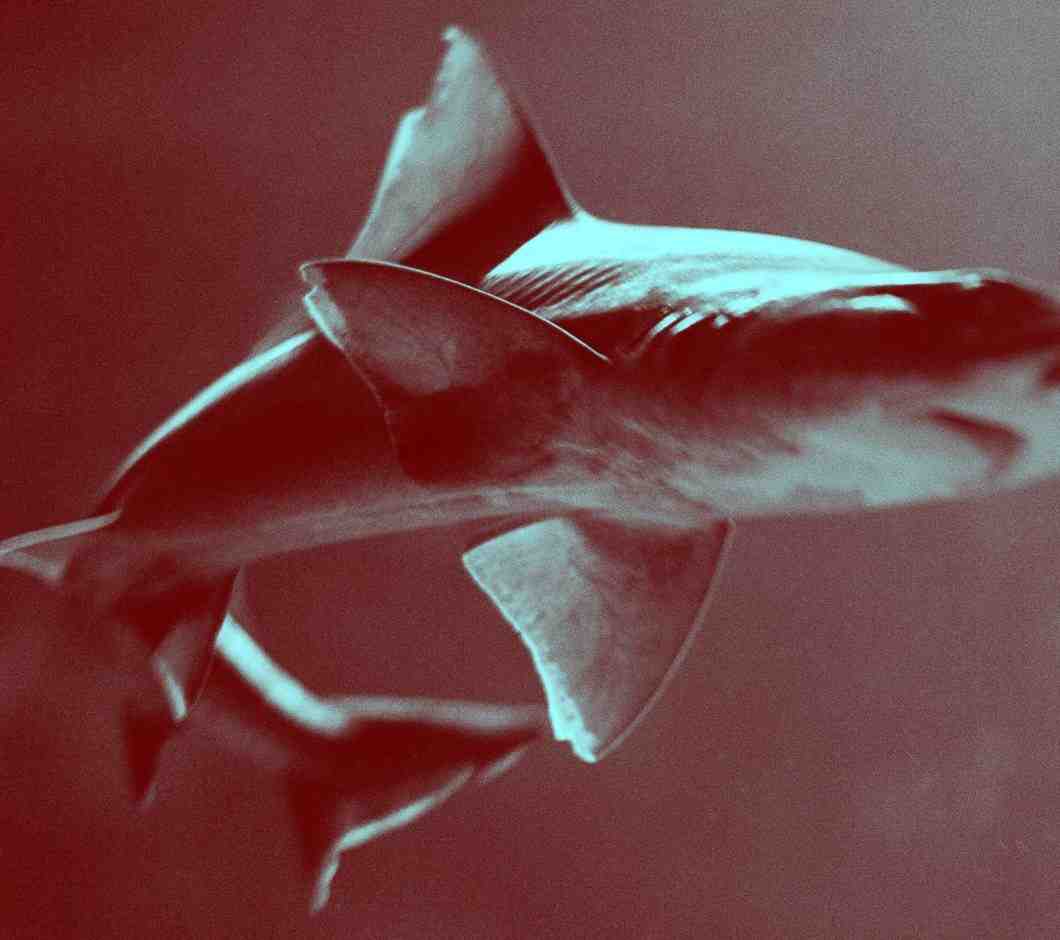 Does splashing attract sharks?