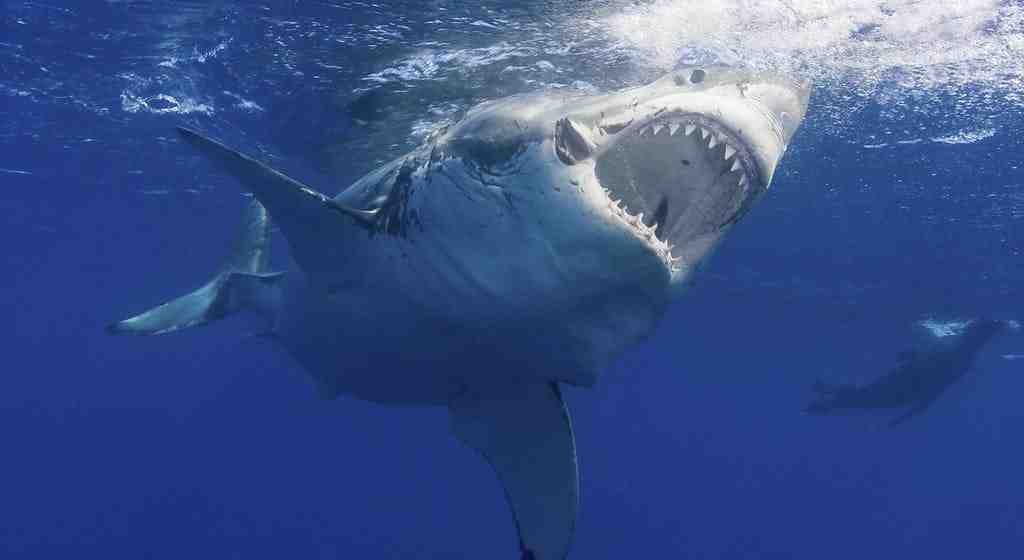 How big was the shark that bit Bethany Hamilton?