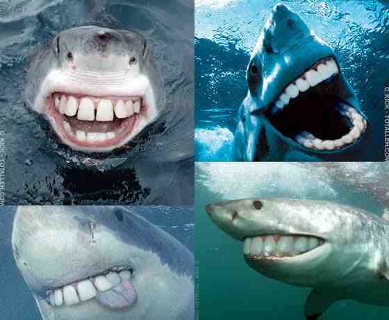 What color are sharks eyes?