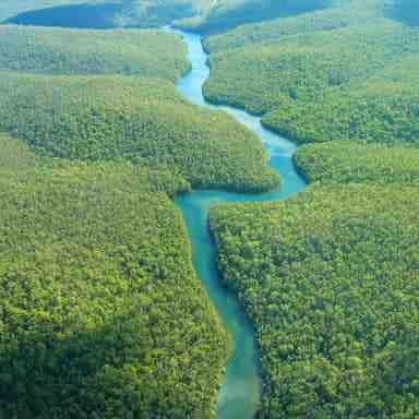 What is unique about the rainforest?