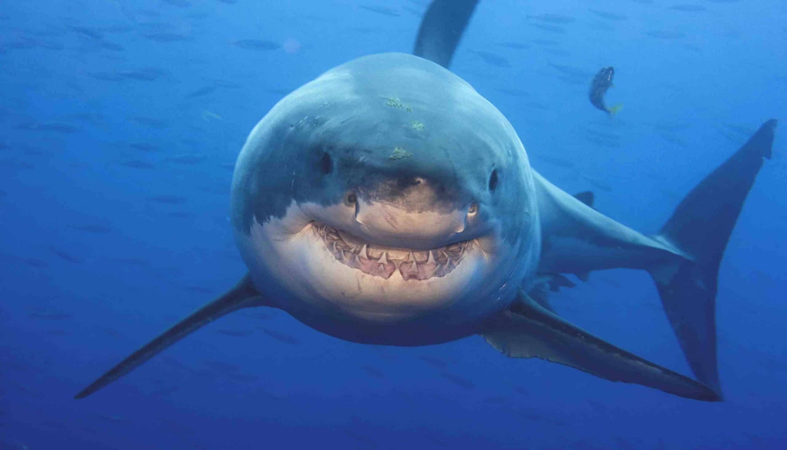 Are surfers more likely to get attacked by sharks?