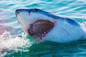 Can sharks smell period blood?