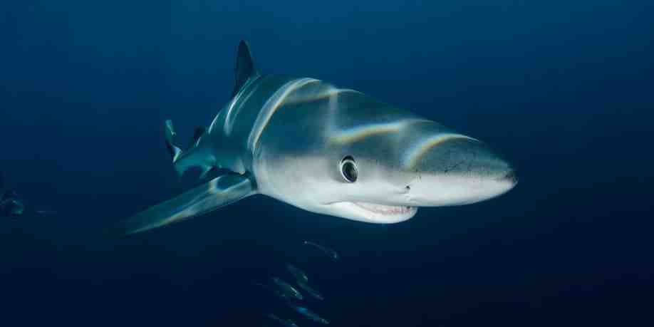 Do sharks like murky water?