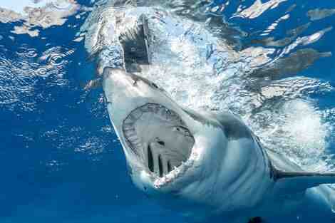 Do sharks like the taste of humans?
