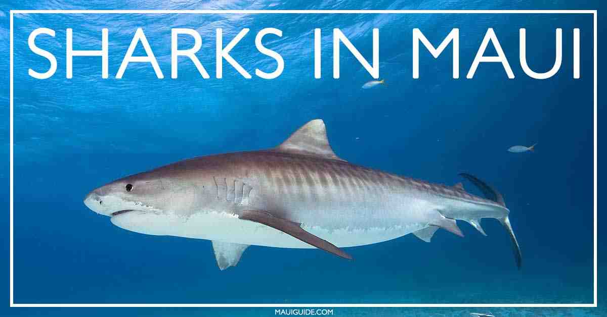 Does human urine attract sharks?