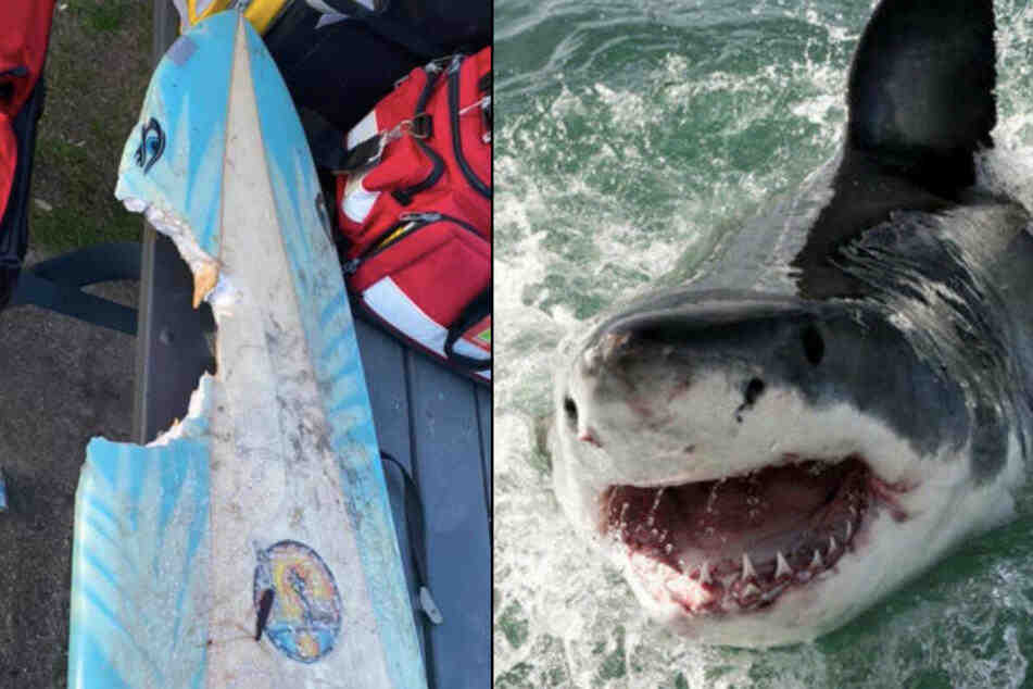 How many surfers get attacked by sharks?