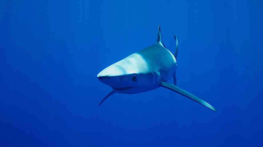 What is the phobia of sharks?