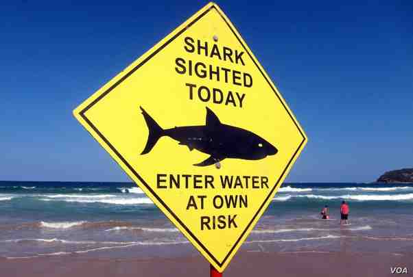 What to do if a shark is circling you?