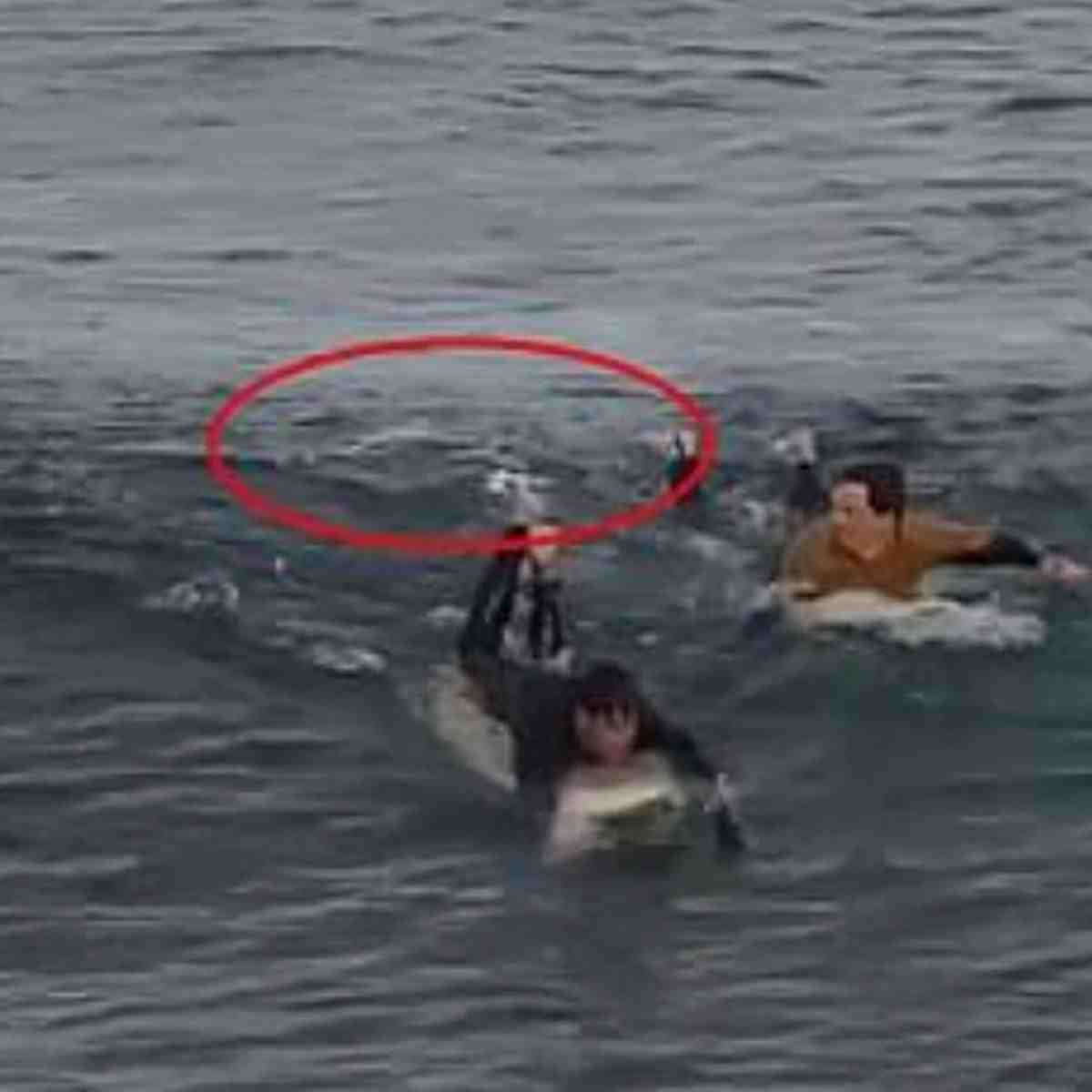 What to do if you see a shark in the water while surfing?
