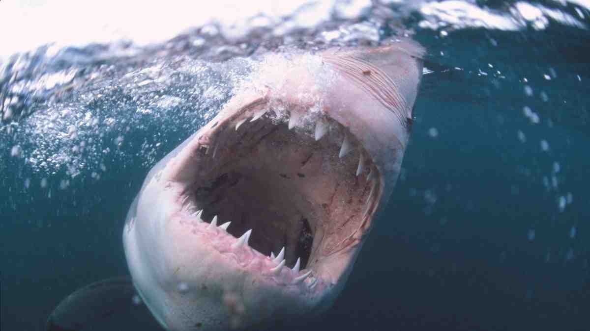 Where are the most shark attacks on surfers?