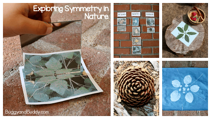 Can you find symmetry in nature?