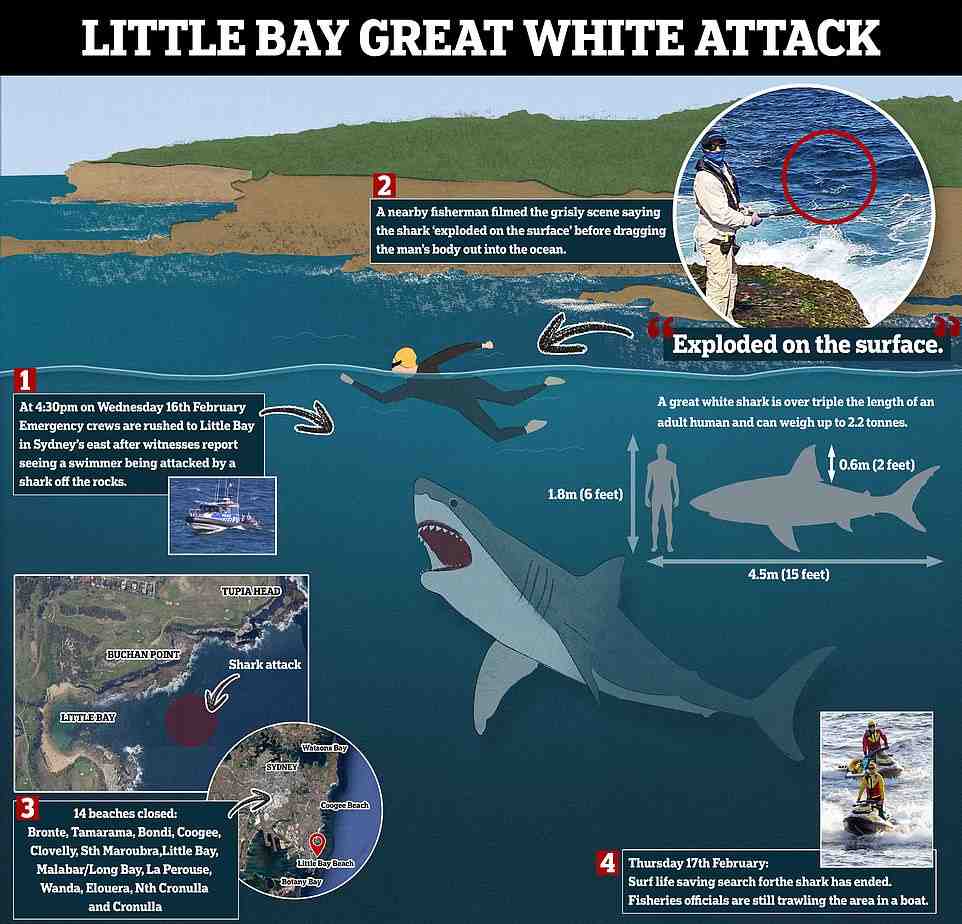 Do sharks intentionally attack humans?