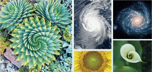 How does Fibonacci work in nature?