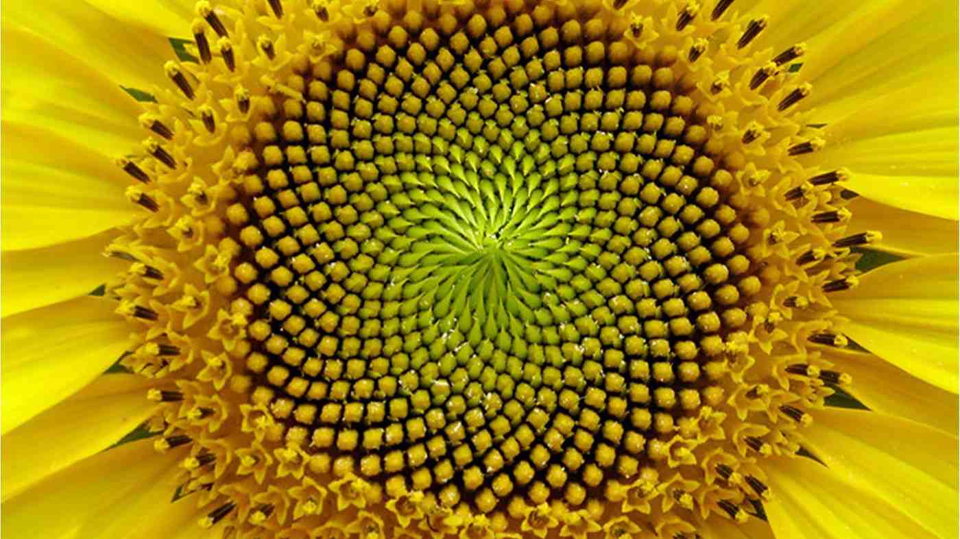 Is Fibonacci Spiral Golden Ratio?