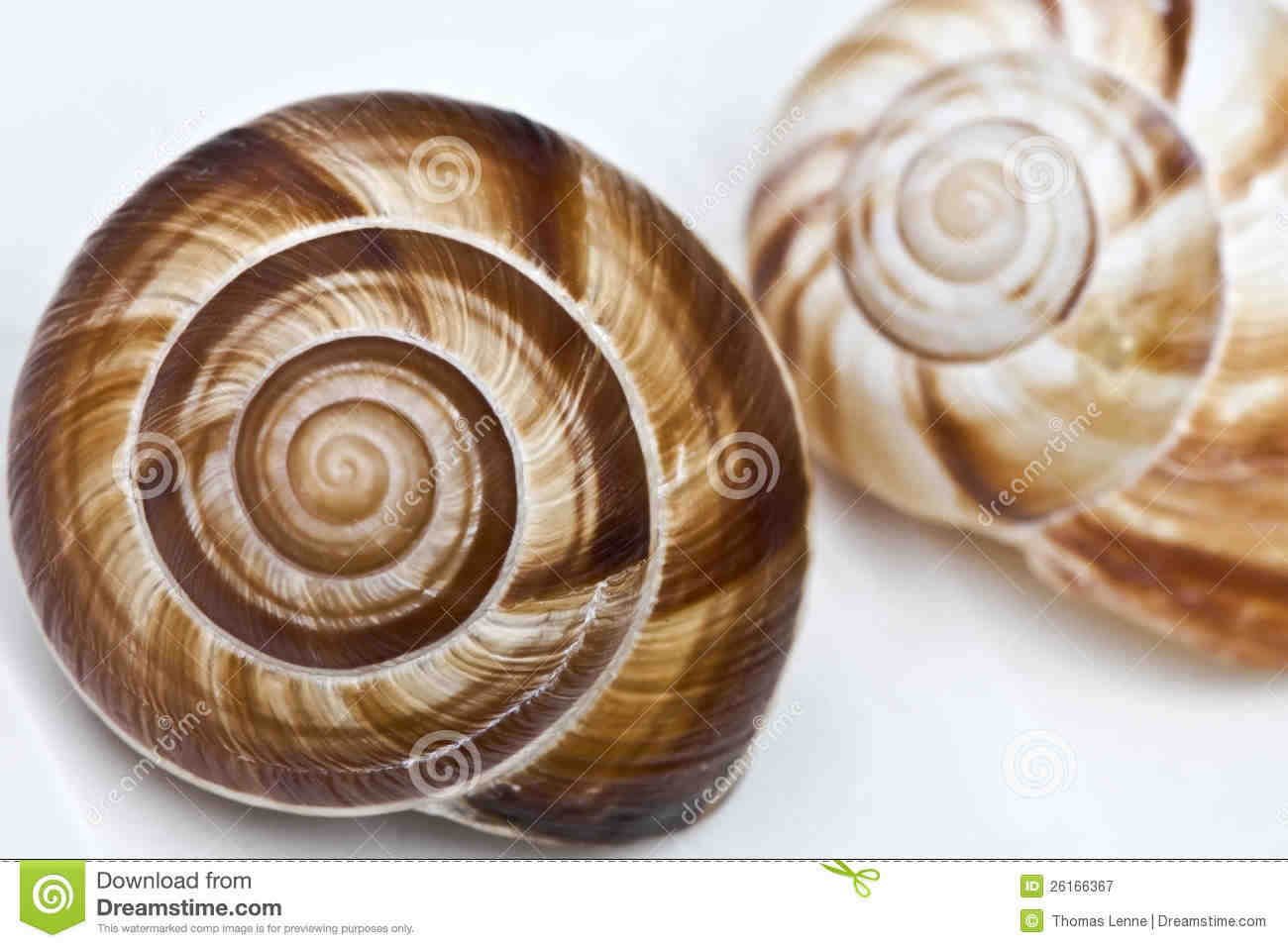 Is a snail shell a Fibonacci spiral?