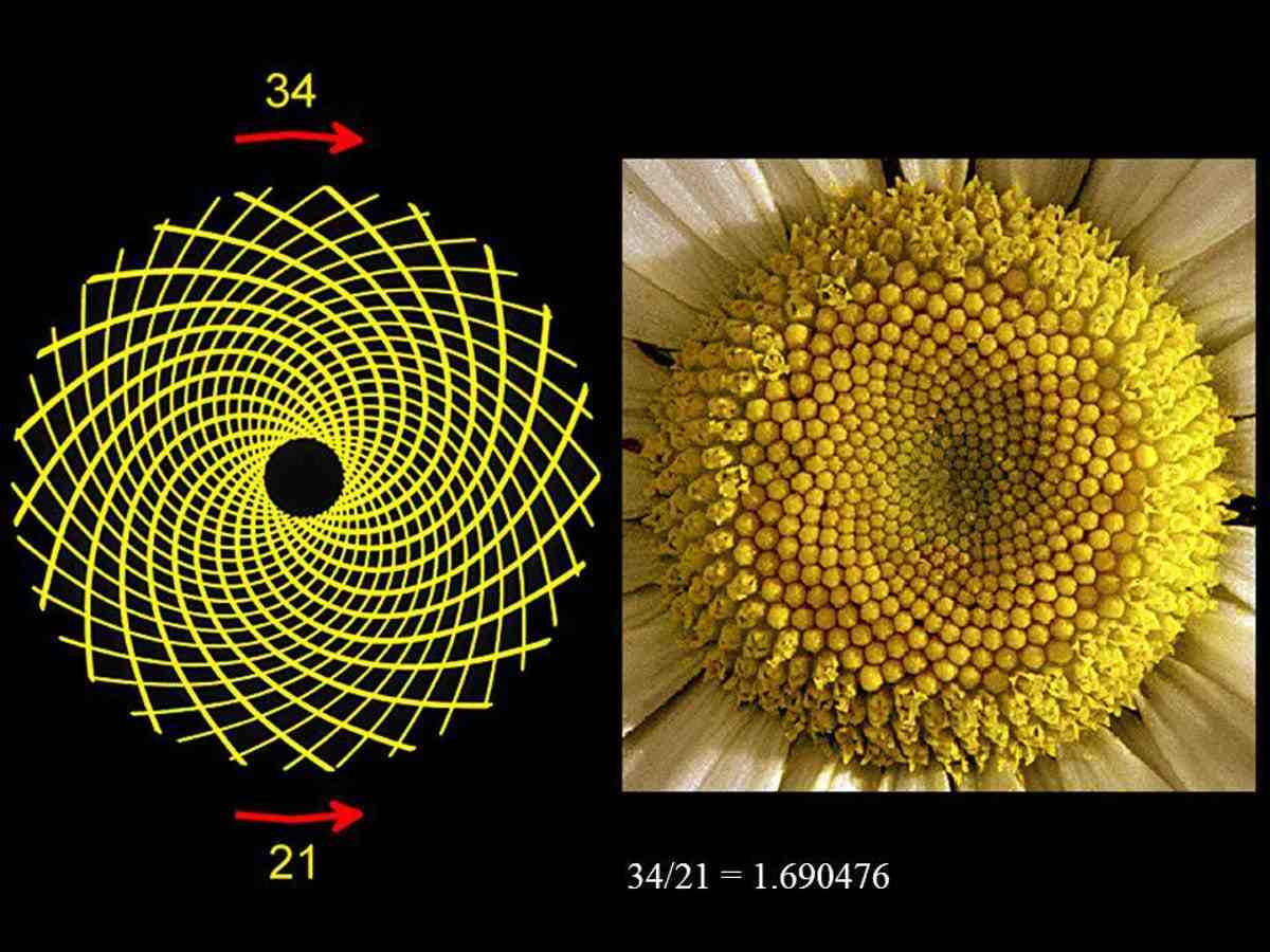 Is spiral a shape or a line?
