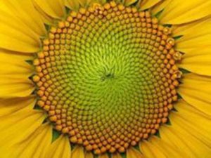 What are examples of Fibonacci sequence in nature?