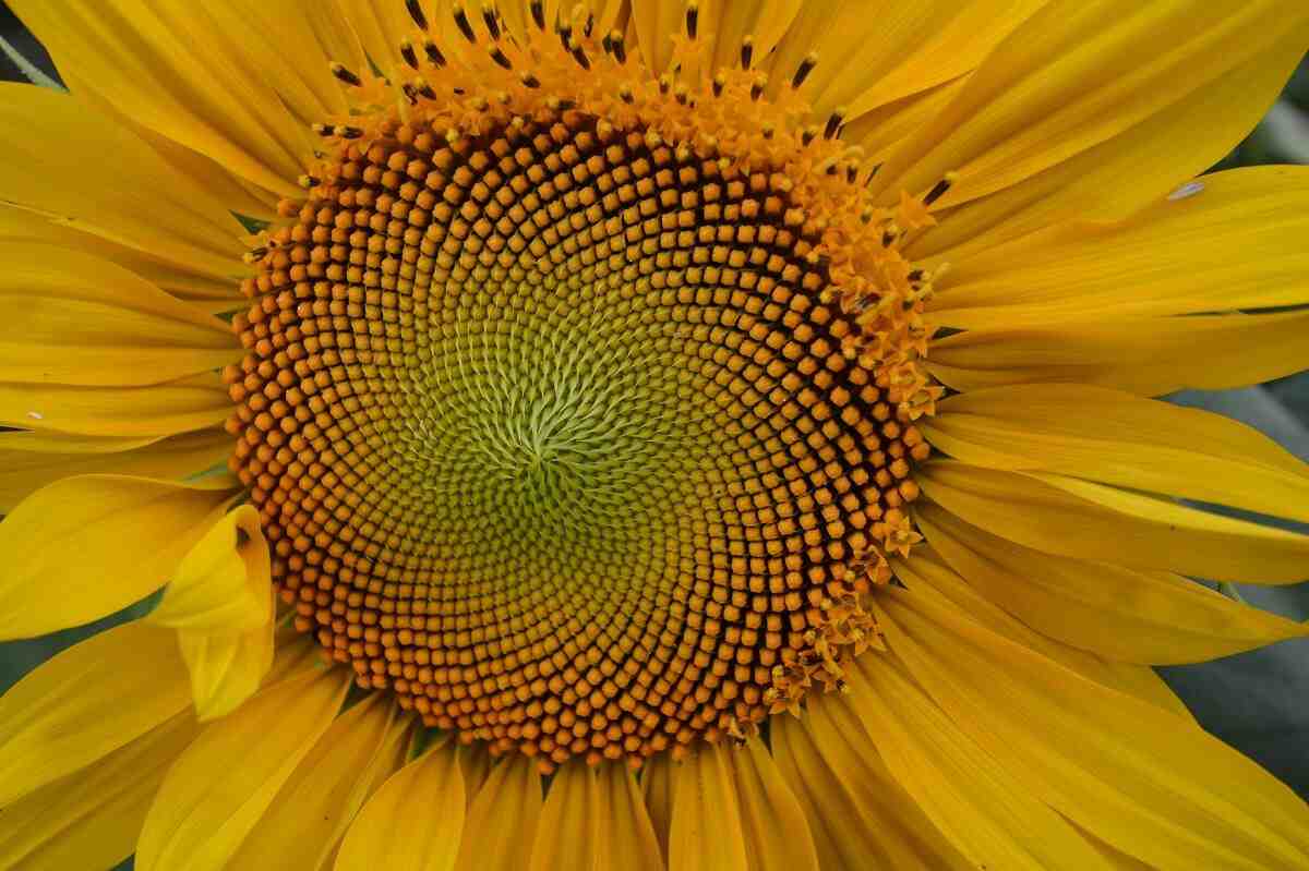 What are examples of Fibonacci sequence in nature?