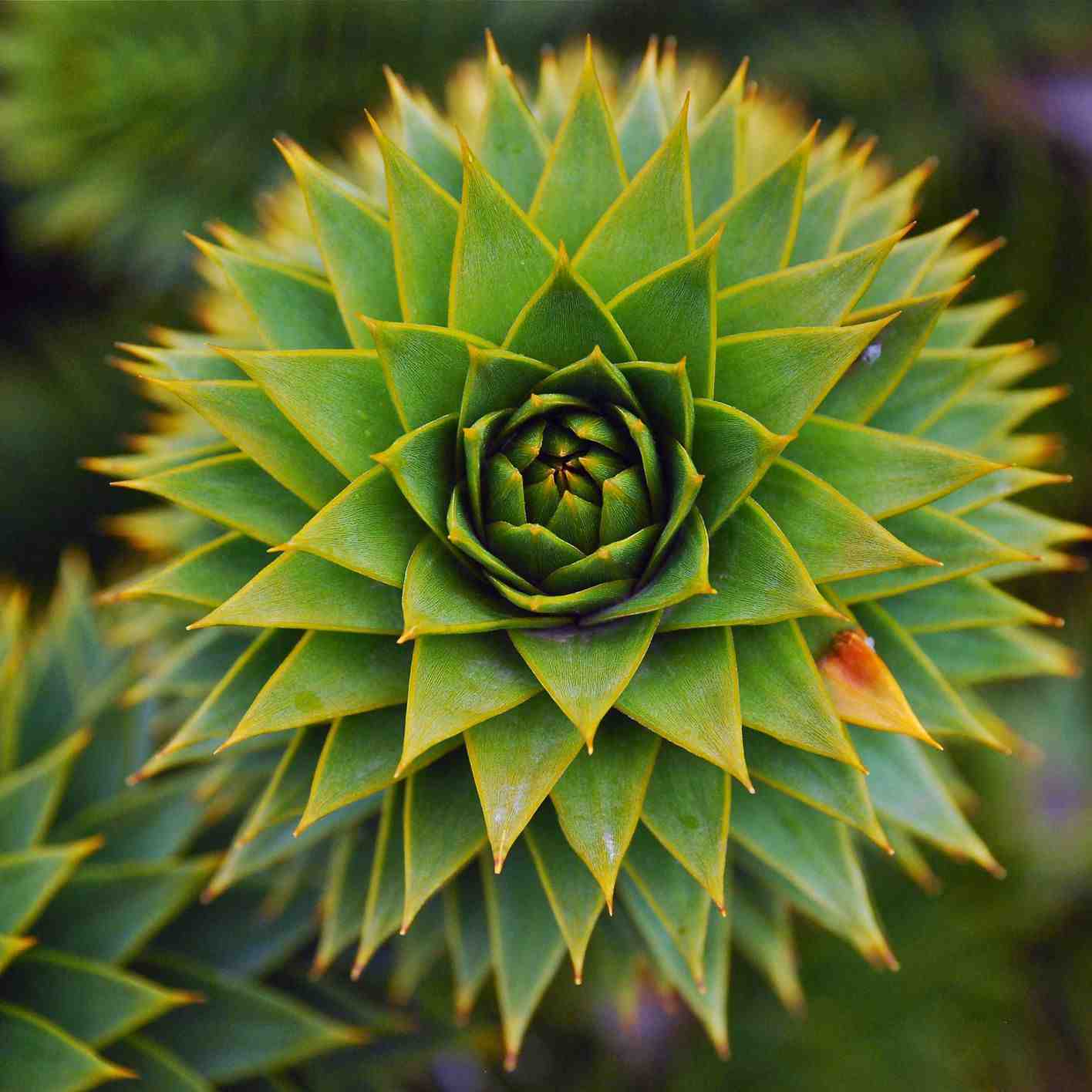 What are examples of fractals in nature?
