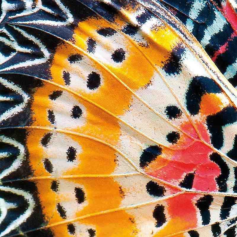 What are the 4 types of pattern in nature?