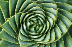 What is spiral pattern in nature?