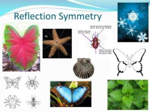 What is symmetry pattern in nature?