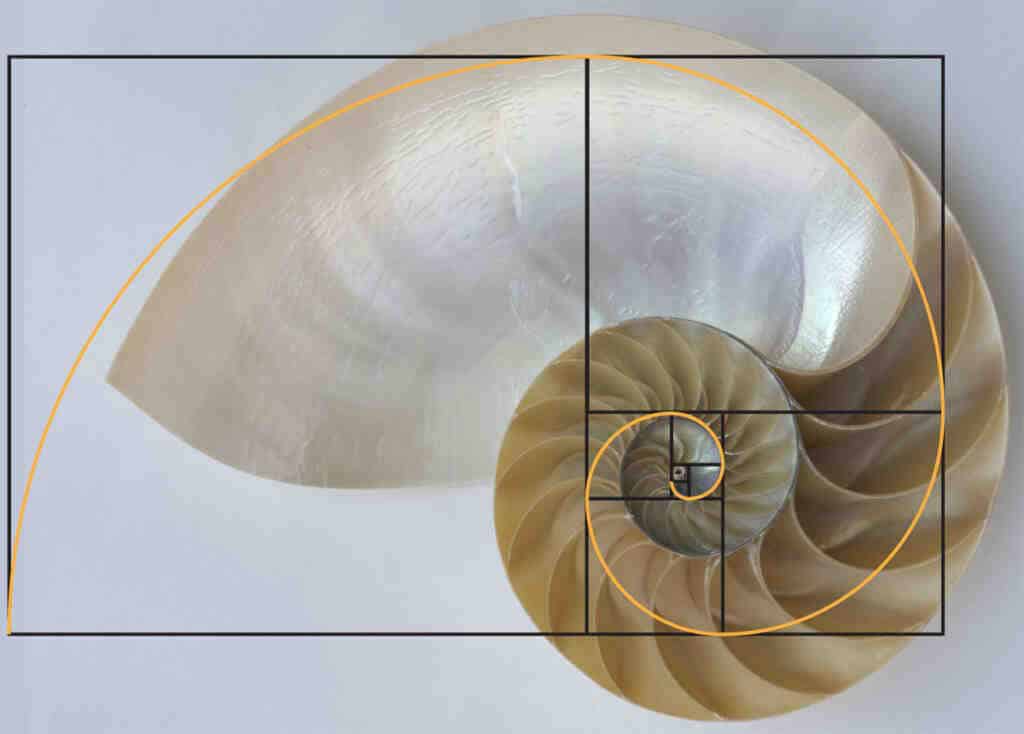 What is the 9th term of the Fibonacci sequence?