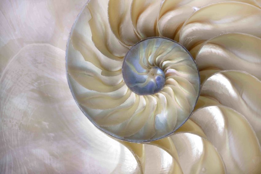 What is the golden ratio in nature?