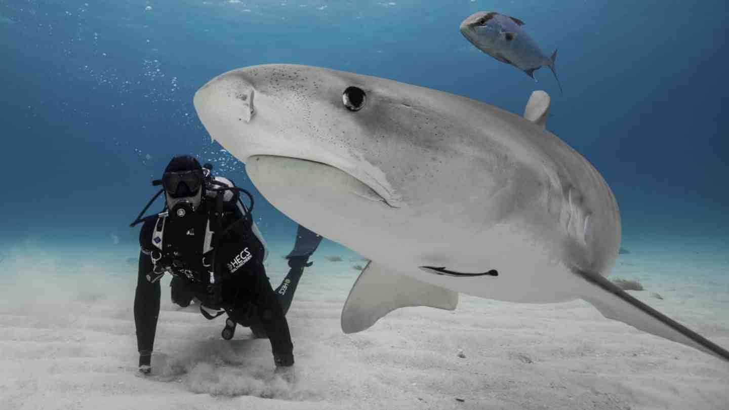 What shark kills the most humans?
