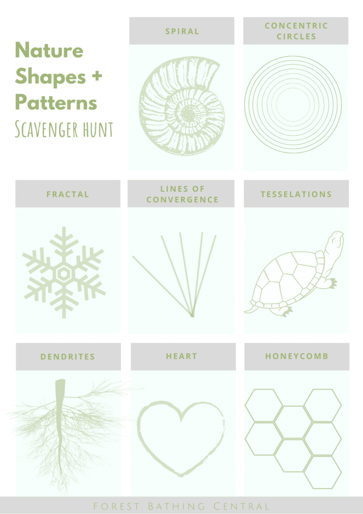 Where can you find patterns in nature?