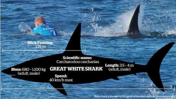 Where do most shark attacks occur?