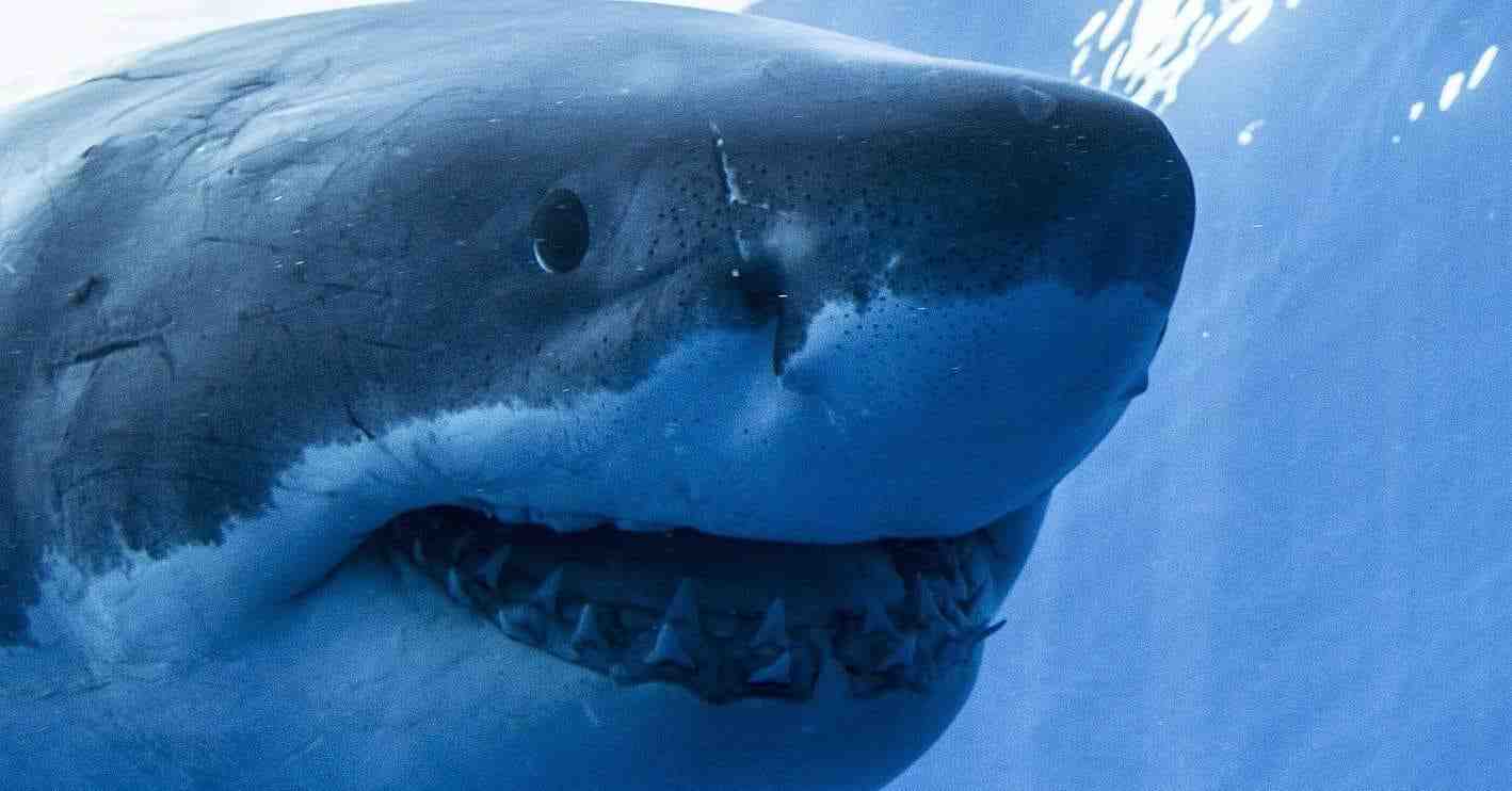 Where is the most shark infested waters?
