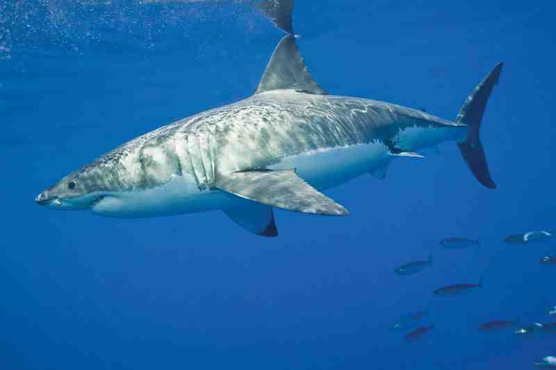 Which shark kills the most humans?