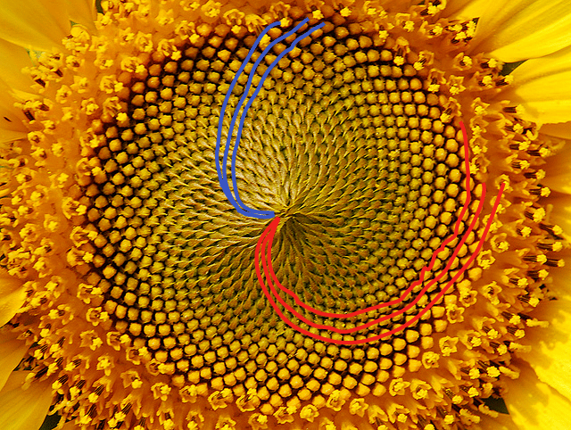 Why sunflower is a Fibonacci sequence?